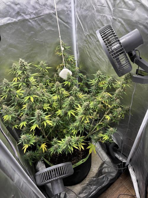 Gorilla Cookies Auto 40L grow. Week 12