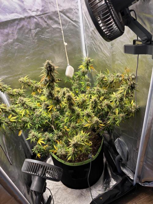 Gorilla Cookies Auto 40L grow. Week 13