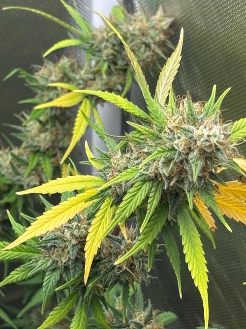 Gorilla Cookies Auto 40L grow. Week 13