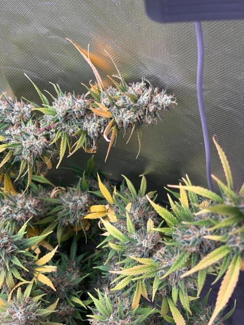 Gorilla Cookies Auto 40L grow. Week 13