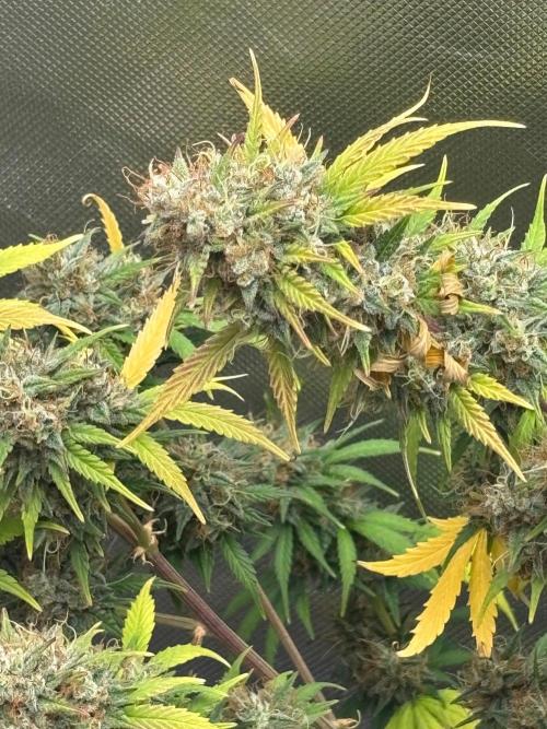 Gorilla Cookies Auto 40L grow. Week 13