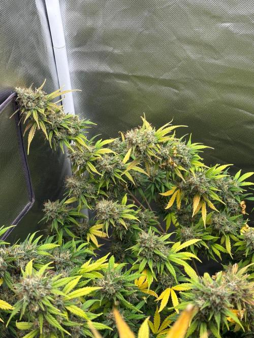 Gorilla Cookies Auto 40L grow. Week 13