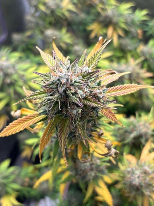 Gorilla Cookies Auto 40L grow. Week 13