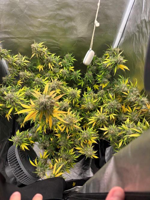 Gorilla Cookies Auto 40L grow. Week 13