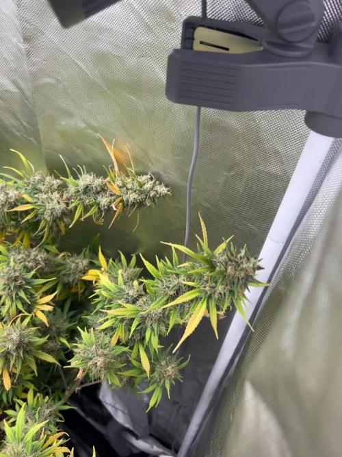 Gorilla Cookies Auto 40L grow