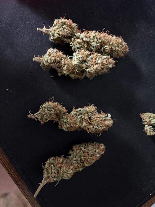 Gorilla Cookies Auto 40L grow. Week 14