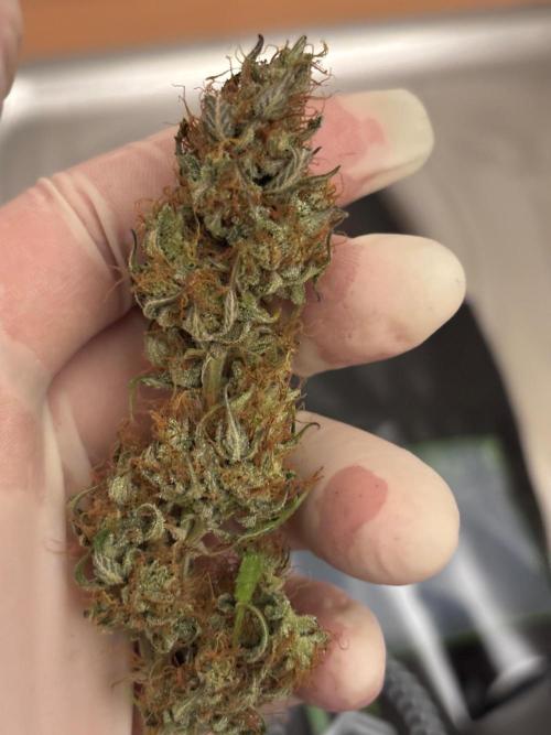 Gorilla Cookies Auto 40L grow. Week 14