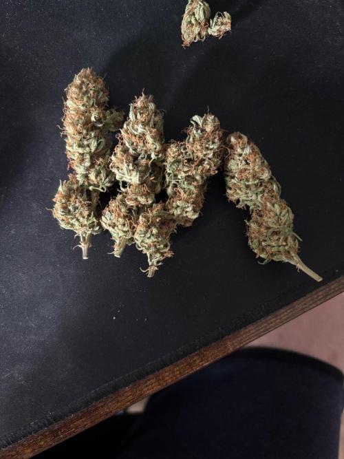 Gorilla Cookies Auto 40L grow. Week 14