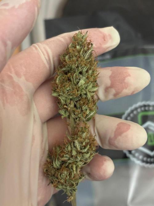 Gorilla Cookies Auto 40L grow. Week 14