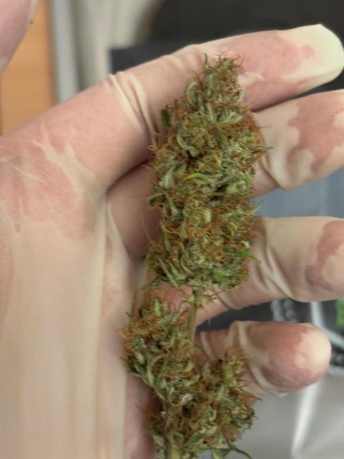 Gorilla Cookies Auto 40L grow. Week 14