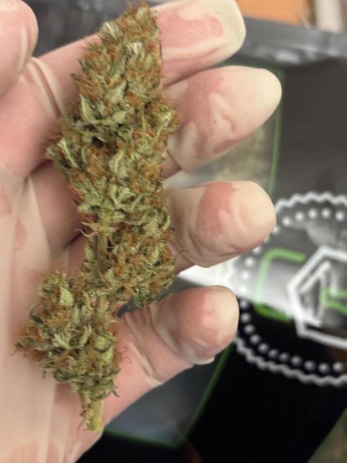 Gorilla Cookies Auto 40L grow. Week 14