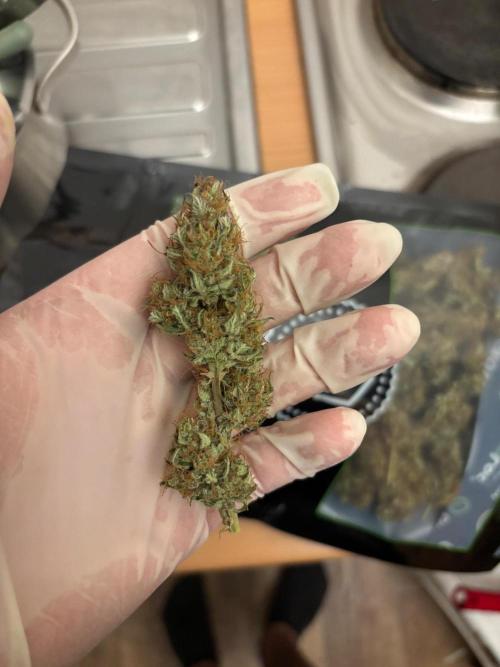 Gorilla Cookies Auto 40L grow. Week 14
