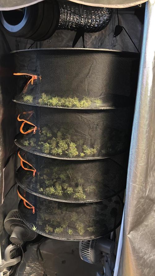 Gorilla Cookies Auto 40L grow. Week 14