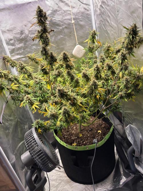 Gorilla Cookies Auto 40L grow. Week 14