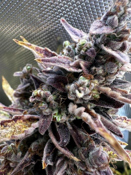 Canna-Cheese 1:1 - Mephisto Genetics. Week 12 - 29.10.25 | Day 79