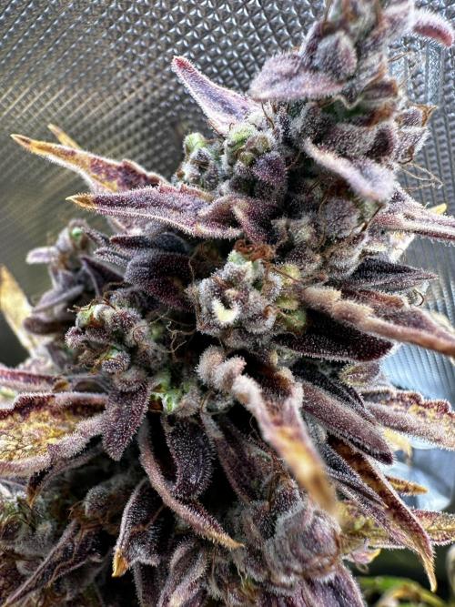 Canna-Cheese 1:1 - Mephisto Genetics. Week 12 - 29.10.25 | Day 79