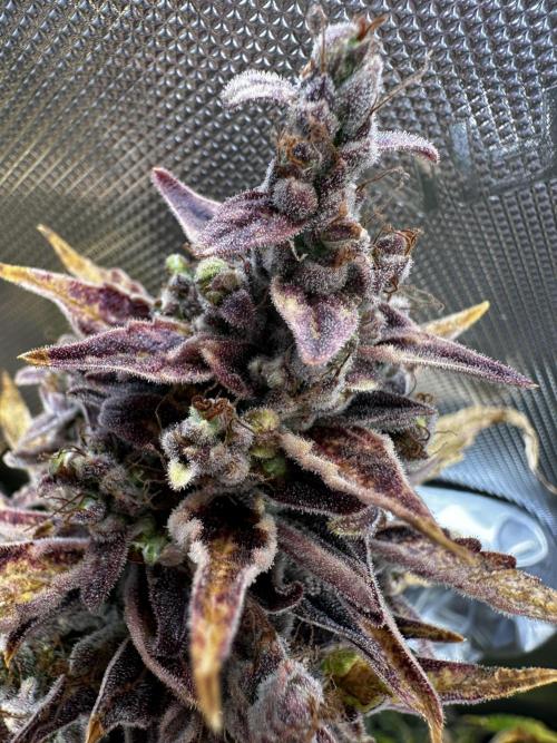 Canna-Cheese 1:1 - Mephisto Genetics. Week 12 - 29.10.25 | Day 79