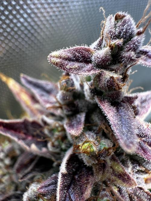 Canna-Cheese 1:1 - Mephisto Genetics. Week 12 - 29.10.25 | Day 79