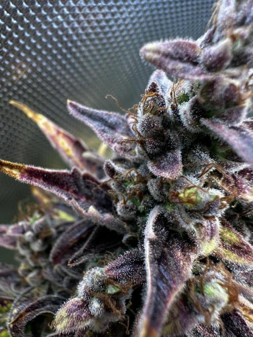 Canna-Cheese 1:1 - Mephisto Genetics. Week 12 - 29.10.25 | Day 79