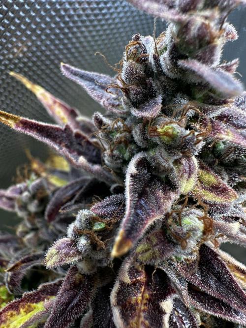 Canna-Cheese 1:1 - Mephisto Genetics. Week 12 - 29.10.25 | Day 79