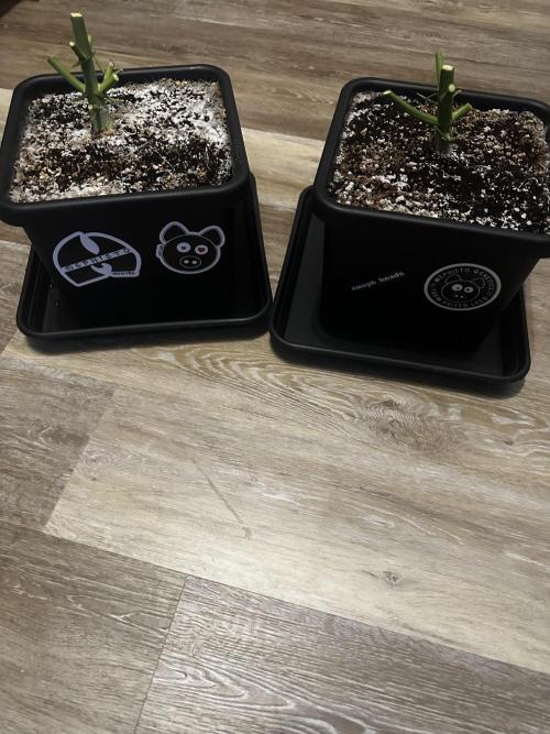 Snozzbeary - Mephisto Genetics. Week 13 - 01.11.2025 - Day 85 - right 