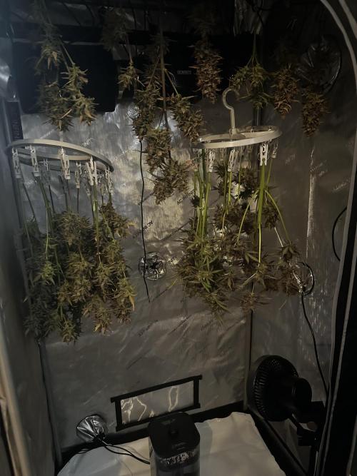 Snozzbeary - Mephisto Genetics. Week 13 - 01.11.2025 - Day 85 - right