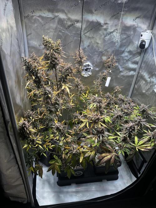 Canna-Cheese 1:1 - Mephisto Genetics. Week 13 - 01.11.25 | Day 82