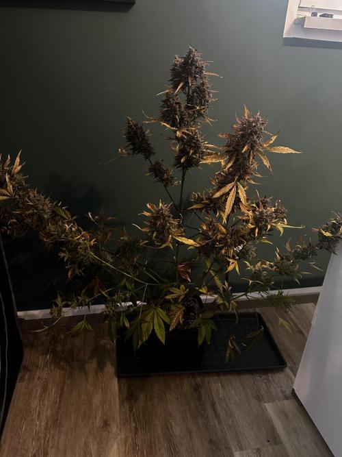 Canna-Cheese 1:1 - Mephisto Genetics. Week 13 - 01.11.25 | Day 82