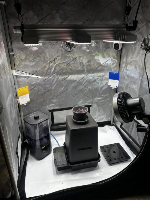 Blueberry Muffin - Humboldt Seed Company. Week 1 - 05.12.25 | Day 1