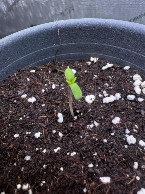 Blueberry Muffin - Humboldt Seed Company. Week 1 - 05.12.25 | Day 1