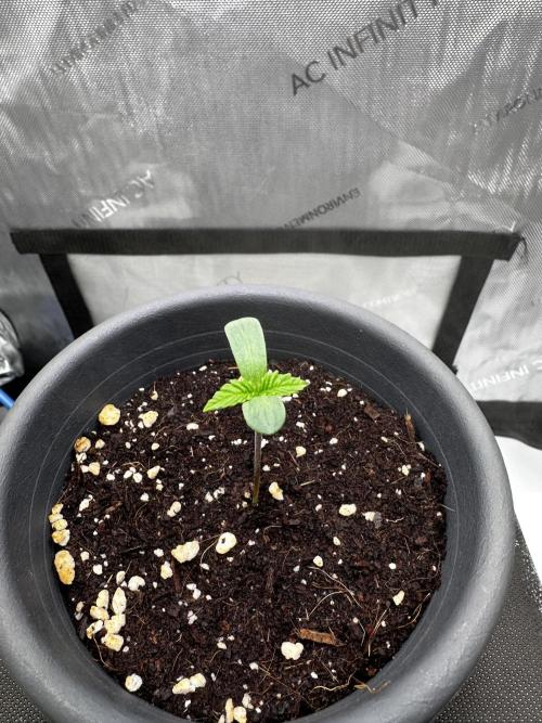 Blueberry Muffin - Humboldt Seed Company. Week 1 - 07.12.25 | Day 3