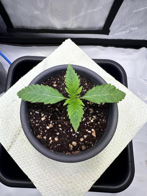 Blueberry Muffin - Humboldt Seed Company. Week 2 - 14.12.25 | Day 10