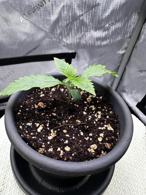Blueberry Muffin - Humboldt Seed Company. Week 2 - 14.12.25 | Day 10