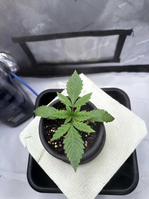 Blueberry Muffin - Humboldt Seed Company. Week 2 - 18.12.25 | Day 14