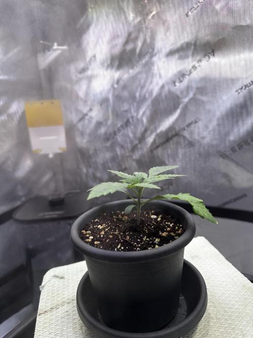 Blueberry Muffin - Humboldt Seed Company. Week 2 - 18.12.25 | Day 14