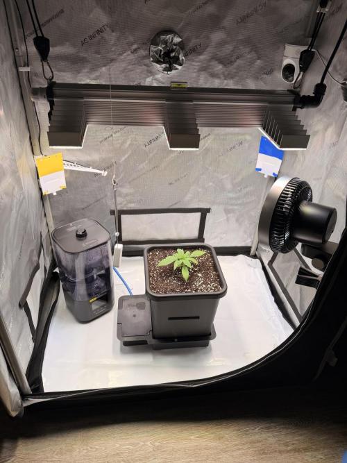 Blueberry Muffin - Humboldt Seed Company. Week 3 - 21.12.25 | Day 17