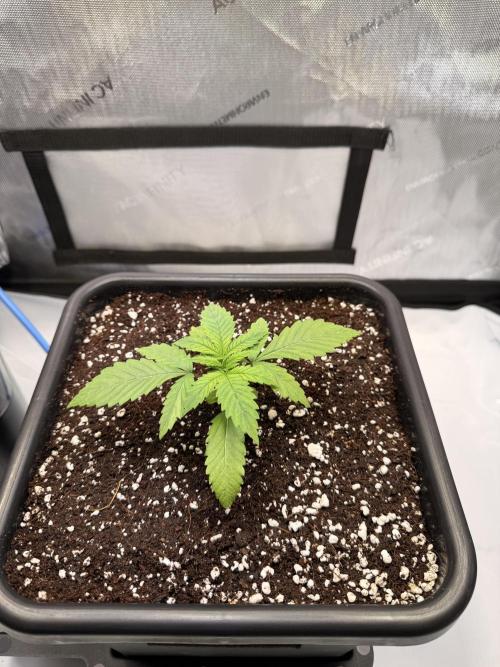 Blueberry Muffin - Humboldt Seed Company. Week 3 - 21.12.25 | Day 17