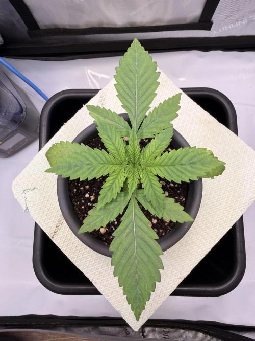 Blueberry Muffin - Humboldt Seed Company. Week 3 - 21.12.25 | Day 17