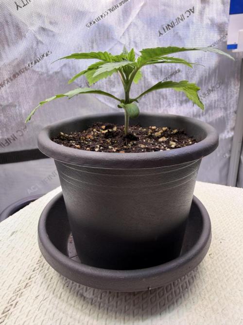 Blueberry Muffin - Humboldt Seed Company. Week 3 - 21.12.25 | Day 17