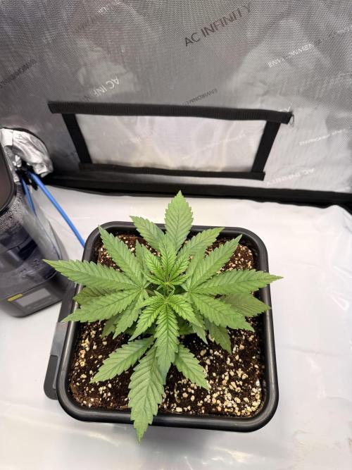 Blueberry Muffin - Humboldt Seed Company. Week 4 - 27.12.25 | Day 23