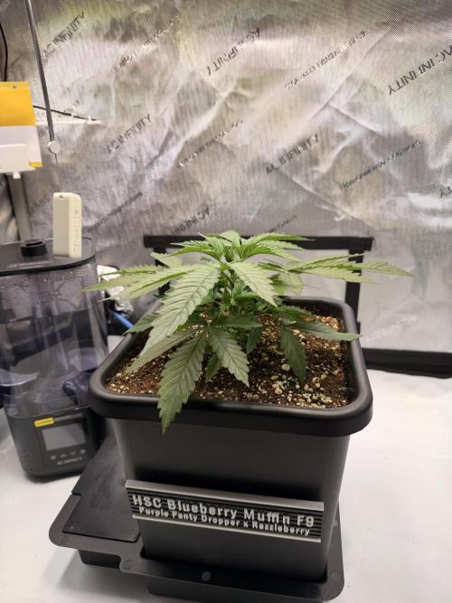 Blueberry Muffin - Humboldt Seed Company. Week 4 - 30.12.25 | Day 26