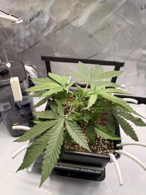 Blueberry Muffin - Humboldt Seed Company. Week 5 - 02.01.2025 | Day 29