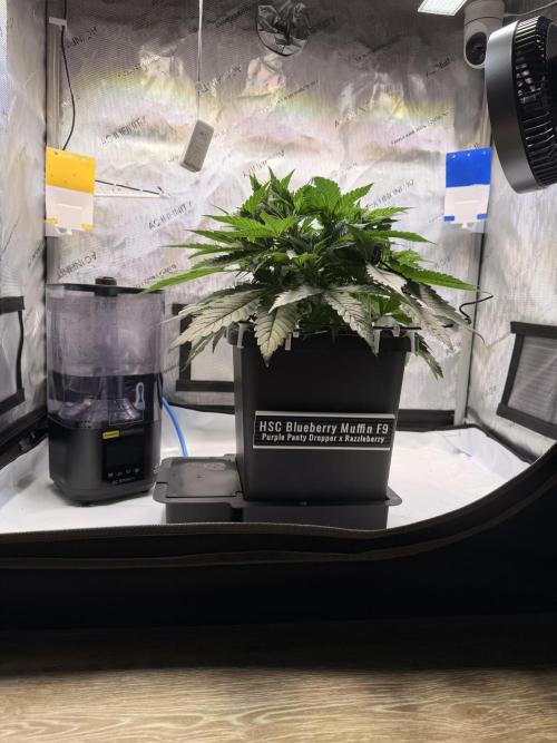 Blueberry Muffin - Humboldt Seed Company. Week 6 - 09.01.26 | Day 36