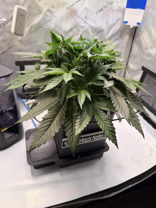 Blueberry Muffin - Humboldt Seed Company. Week 6 - 09.01.26 | Day 36