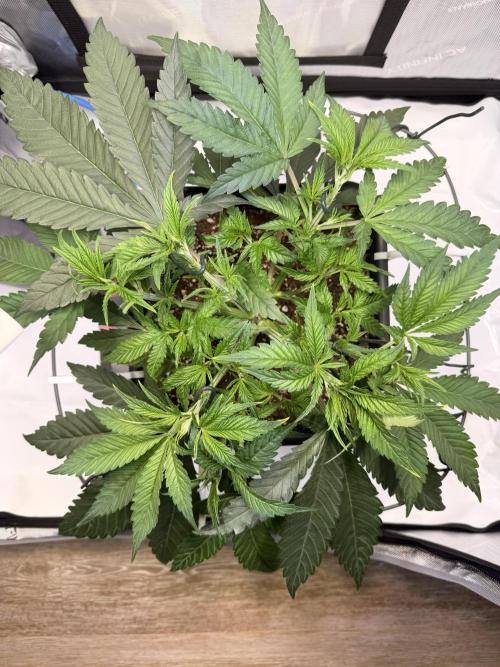 Blueberry Muffin - Humboldt Seed Company. Week 6 - 09.01.26 | Day 36