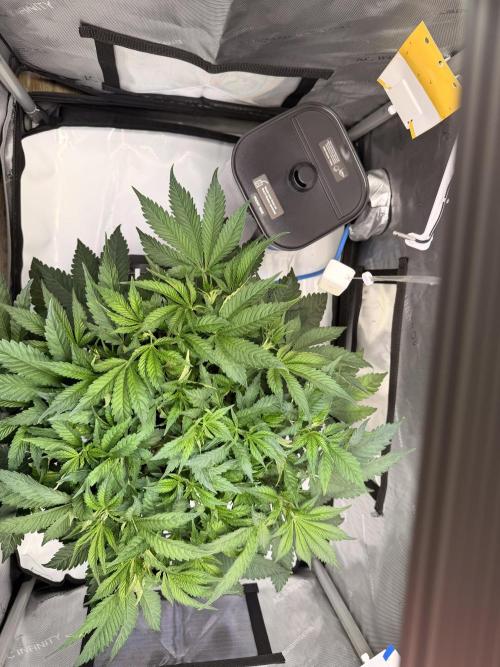 Blueberry Muffin - Humboldt Seed Company. Week 6 - 15.01.26 | Day 43