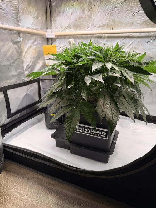 Blueberry Muffin - Humboldt Seed Company. Week 6 - 15.01.26 | Day 43