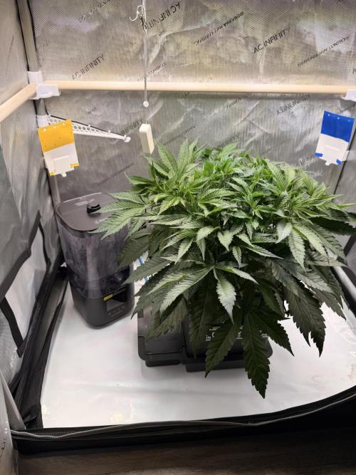 Blueberry Muffin - Humboldt Seed Company. Week 6 - 15.01.26 | Day 43