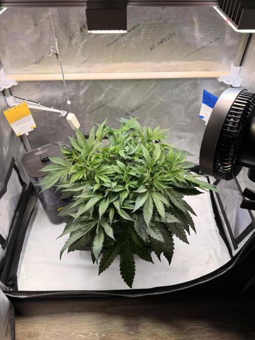 Blueberry Muffin - Humboldt Seed Company. Week 6 - 15.01.26 | Day 43