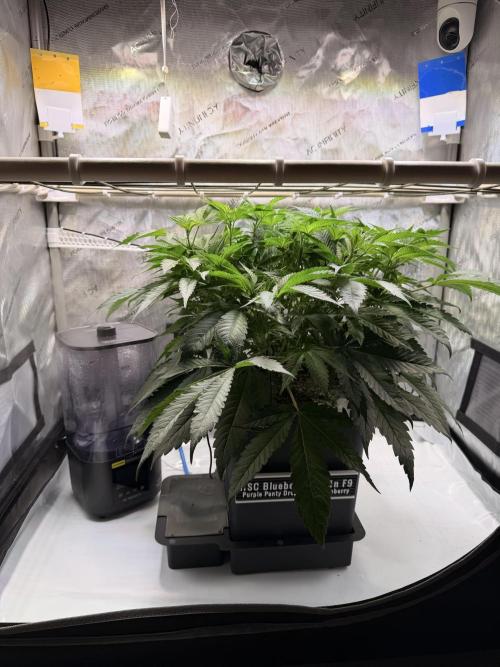 Blueberry Muffin - Humboldt Seed Company. Week 7 - 18.01. | Day 46 | F3